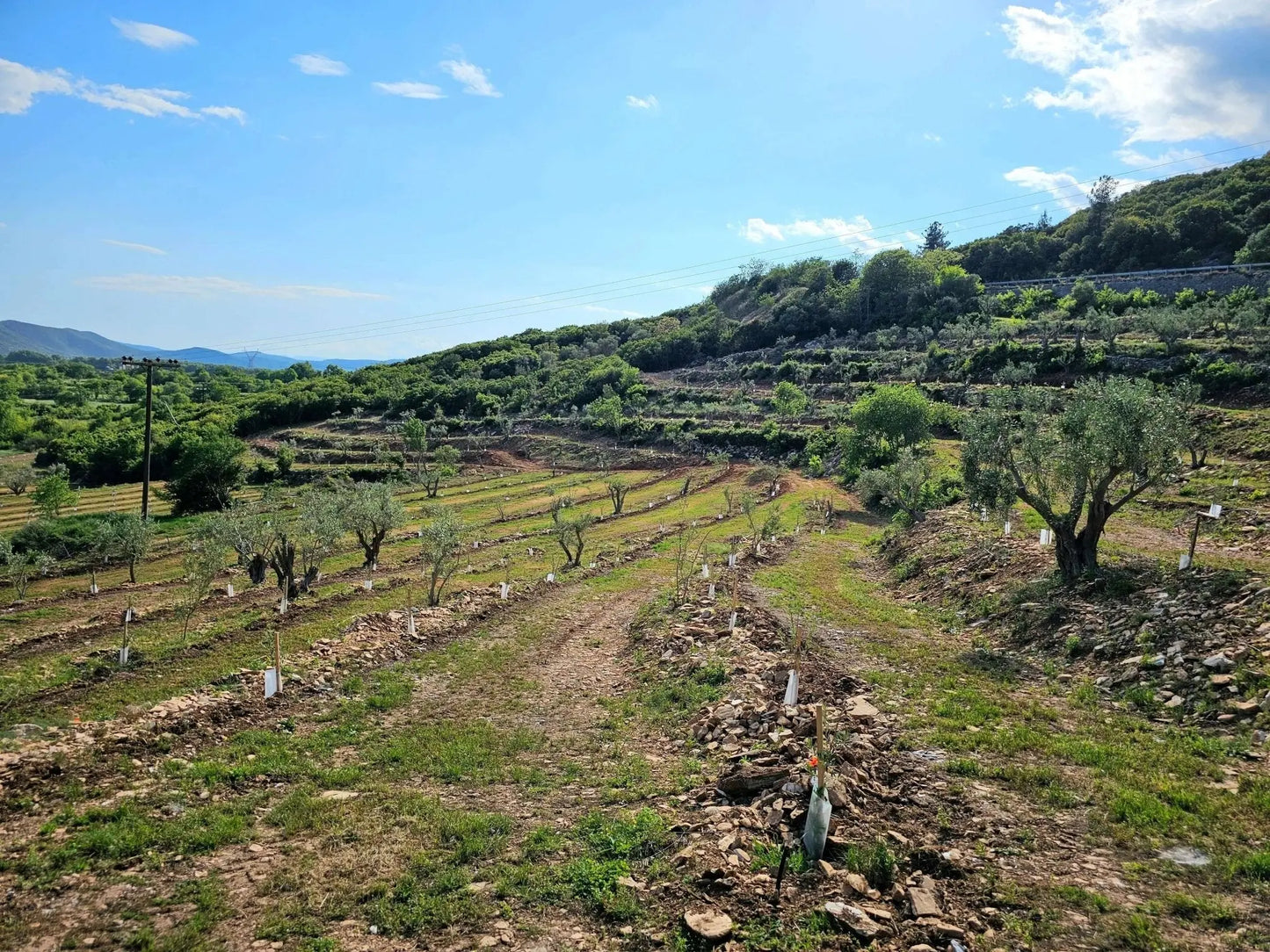 Adopt an Olive Tree: The Heritage Package (12 Months Subscription) - Nostos Goods