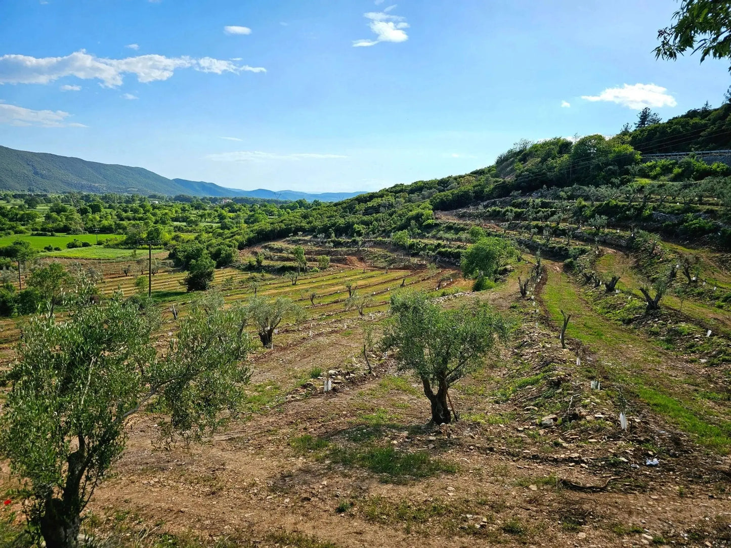 Adopt an Olive Tree: The Heritage Package (12 Months Subscription) - Nostos Goods