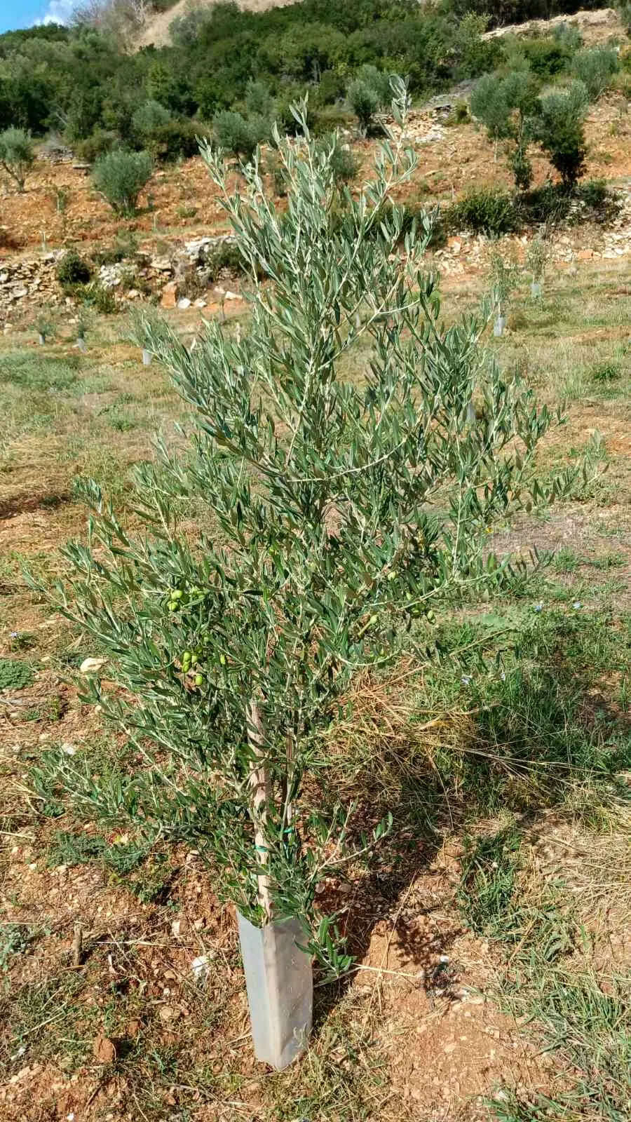 Adopt an Olive Tree: The Heritage Package (12 Months Subscription) - Nostos Goods