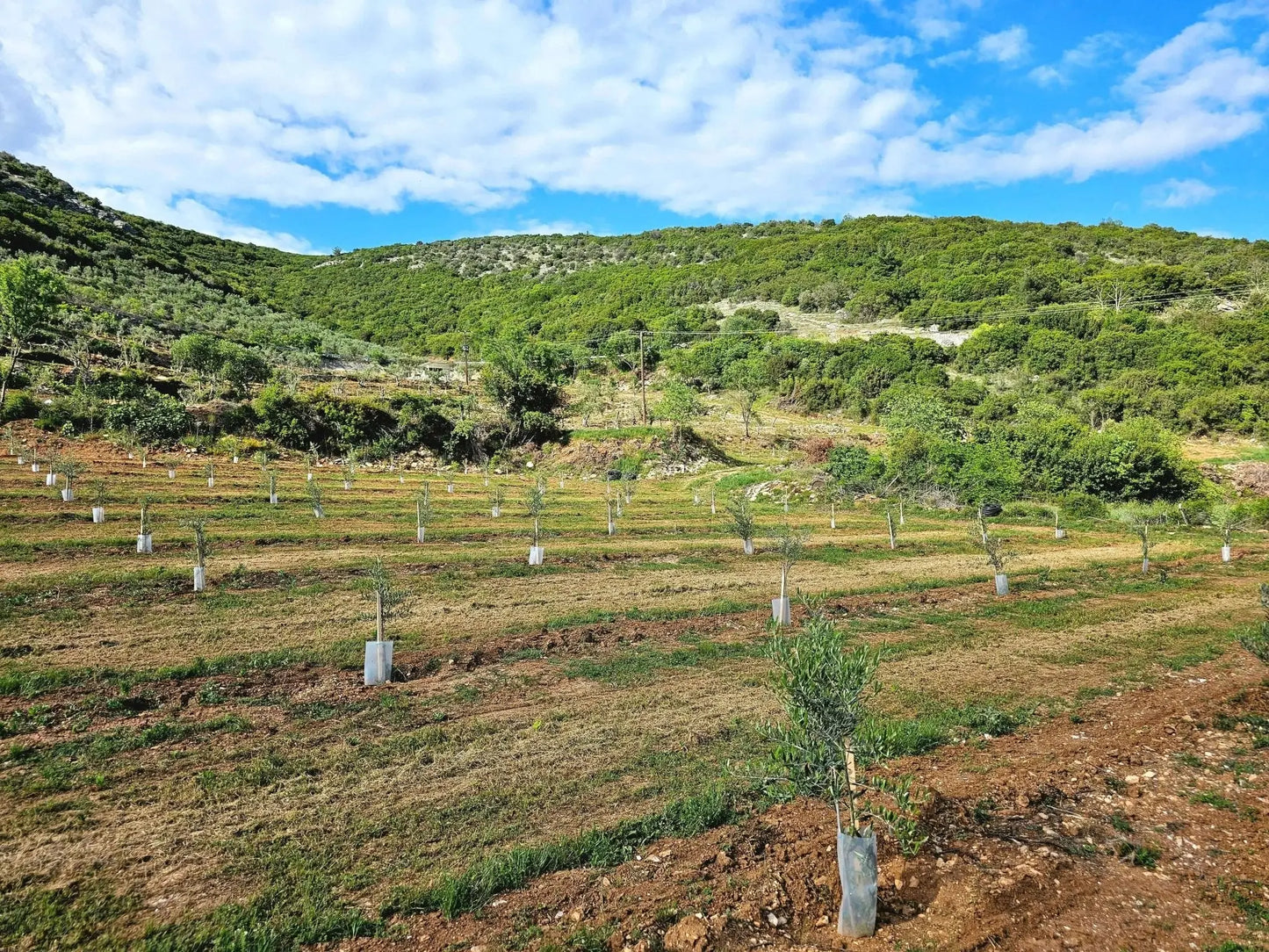 Adopt an Olive Tree: The Heritage Package (12 Months Subscription) - Nostos Goods