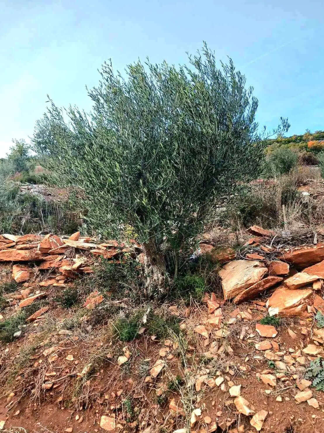 Adopt an Olive Tree: The Legacy Package (12 Months Subscription) - Nostos Goods