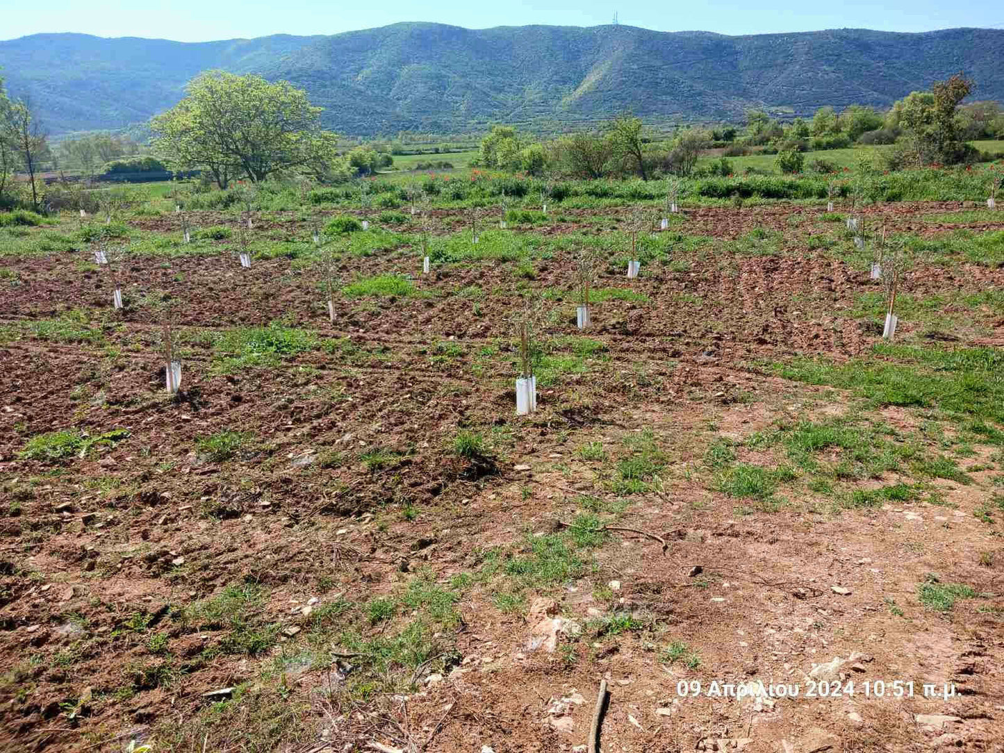 Adopt an Olive Tree: The Legacy Package (12 Months Subscription) - Nostos Goods