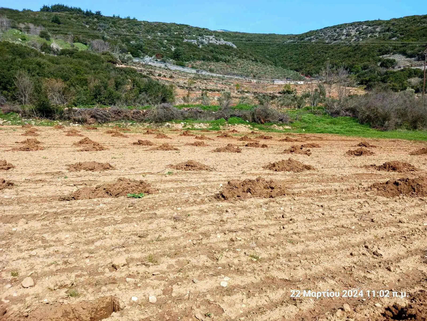 Adopt an Olive Tree: The Legacy Package (12 Months Subscription) - Nostos Goods
