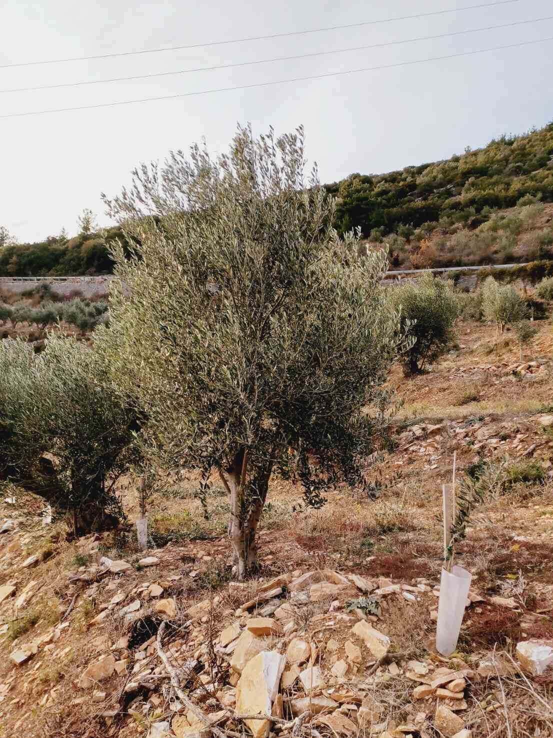 Adopt an Olive Tree: The Legacy Package (12 Months Subscription) - Nostos Goods