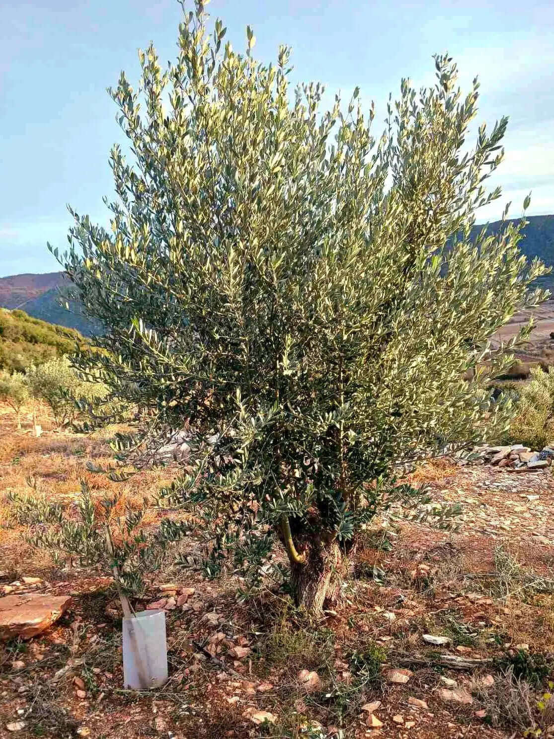 Adopt an Olive Tree: The Legacy Package (12 Months Subscription) - Nostos Goods