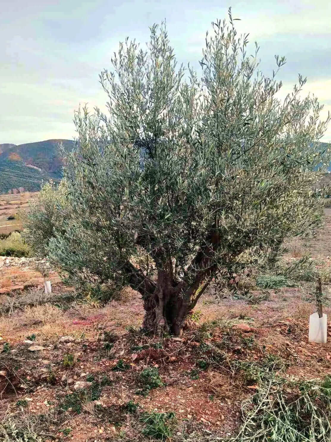 Adopt an Olive Tree: The Legacy Package (12 Months Subscription) - Nostos Goods