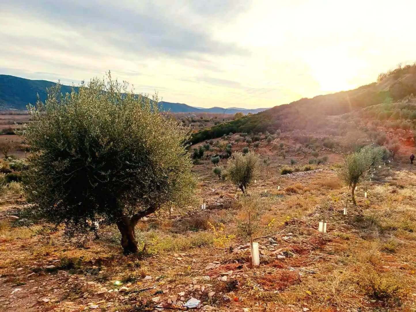 Adopt an Olive Tree: The Legacy Package (12 Months Subscription) - Nostos Goods
