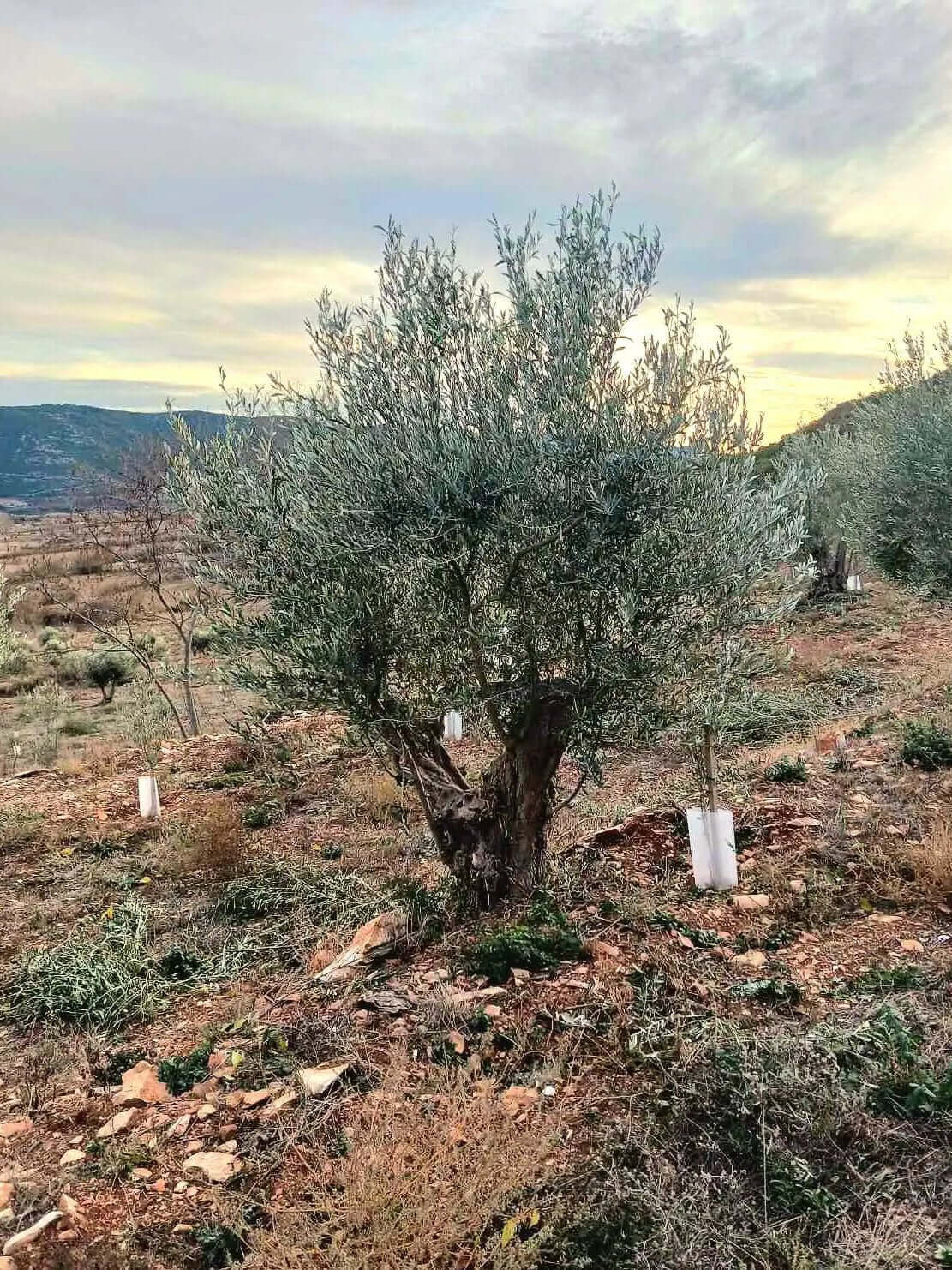 Adopt an Olive Tree: The Legacy Package (12 Months Subscription) - Nostos Goods