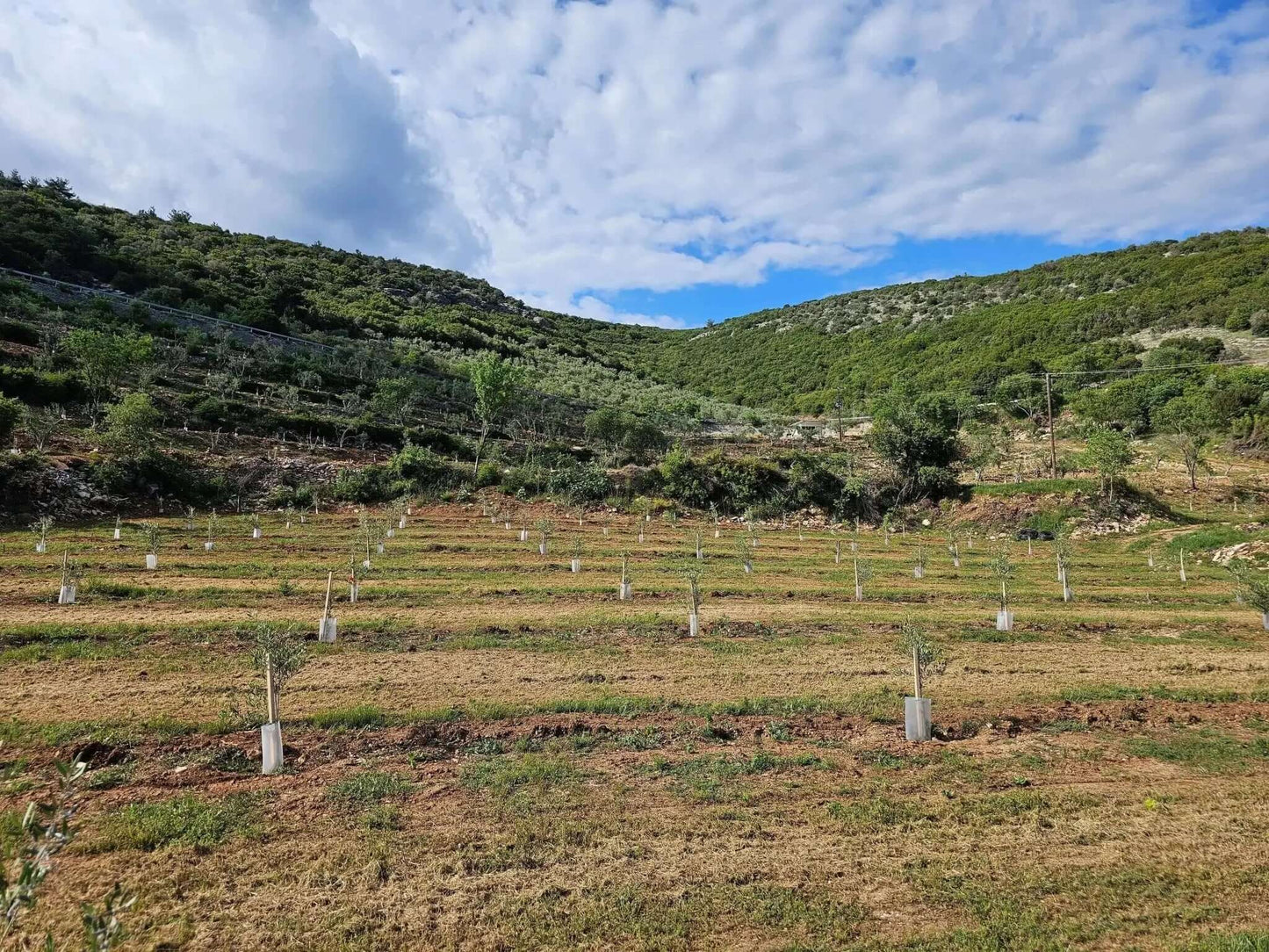 Adopt an Olive Tree: The Legacy Package (12 Months Subscription) - Nostos Goods