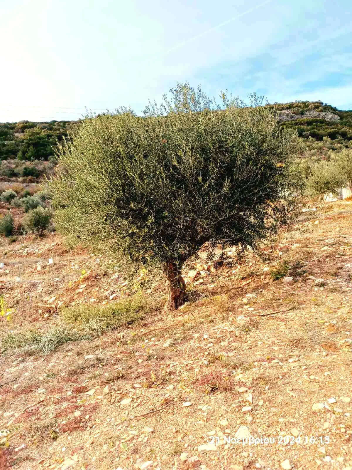 Adopt an Olive Tree: The Legacy Package (12 Months Subscription) - Nostos Goods