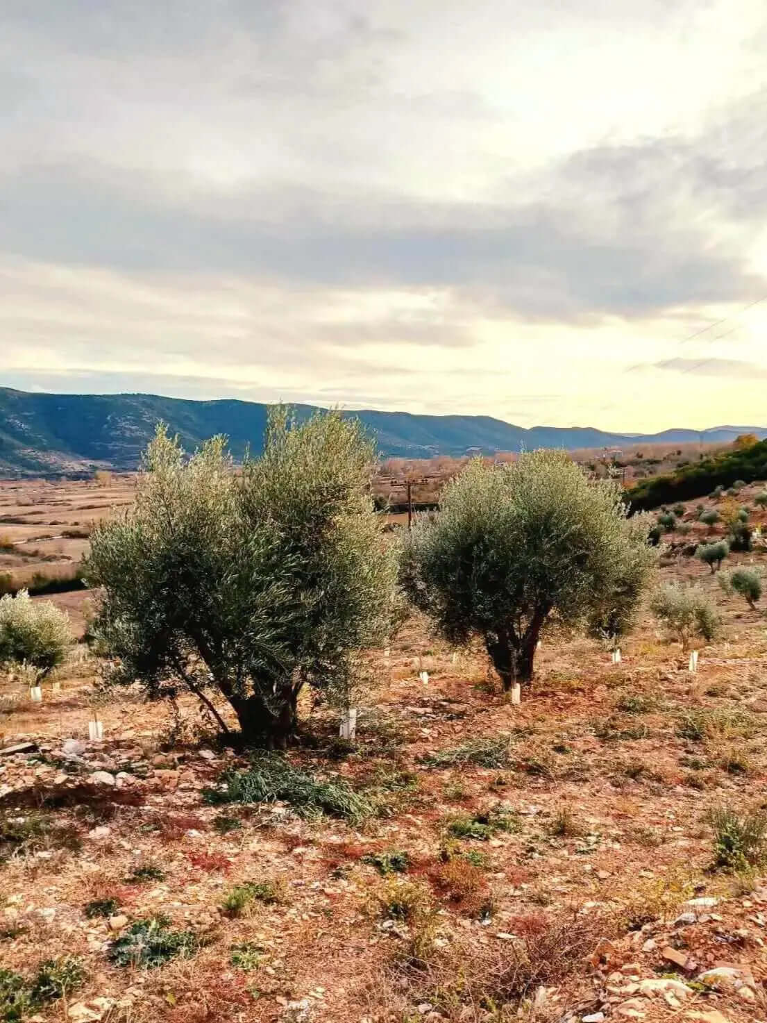 Adopt an Olive Tree: The Legacy Package (12 Months Subscription) - Nostos Goods