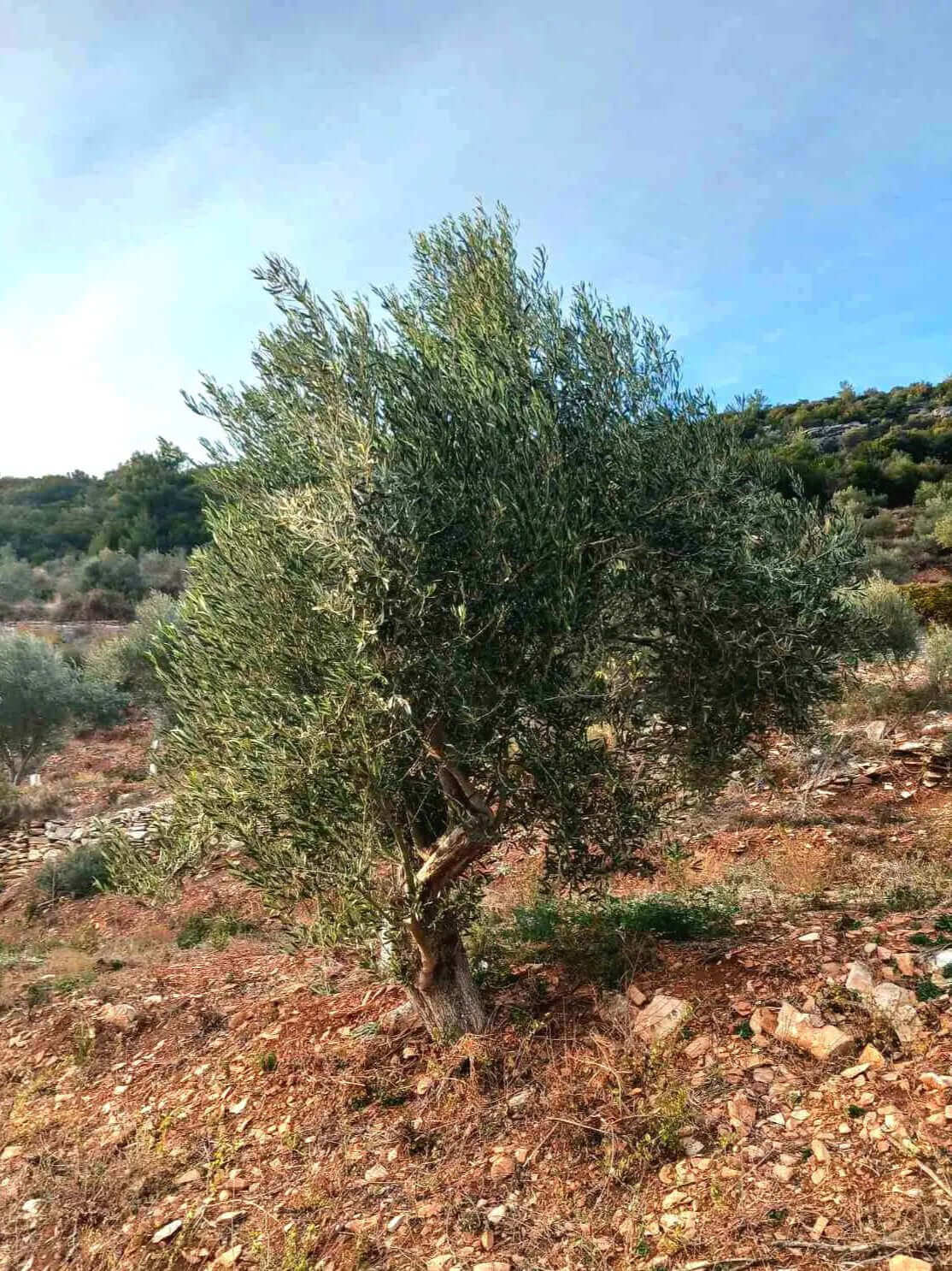 Adopt an Olive Tree: The Legacy Package (12 Months Subscription) - Nostos Goods