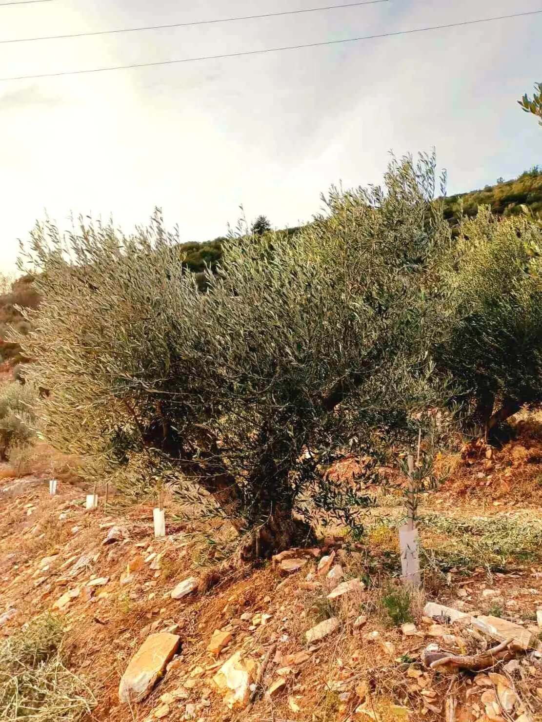 Adopt an Olive Tree: The Legacy Package (12 Months Subscription) - Nostos Goods