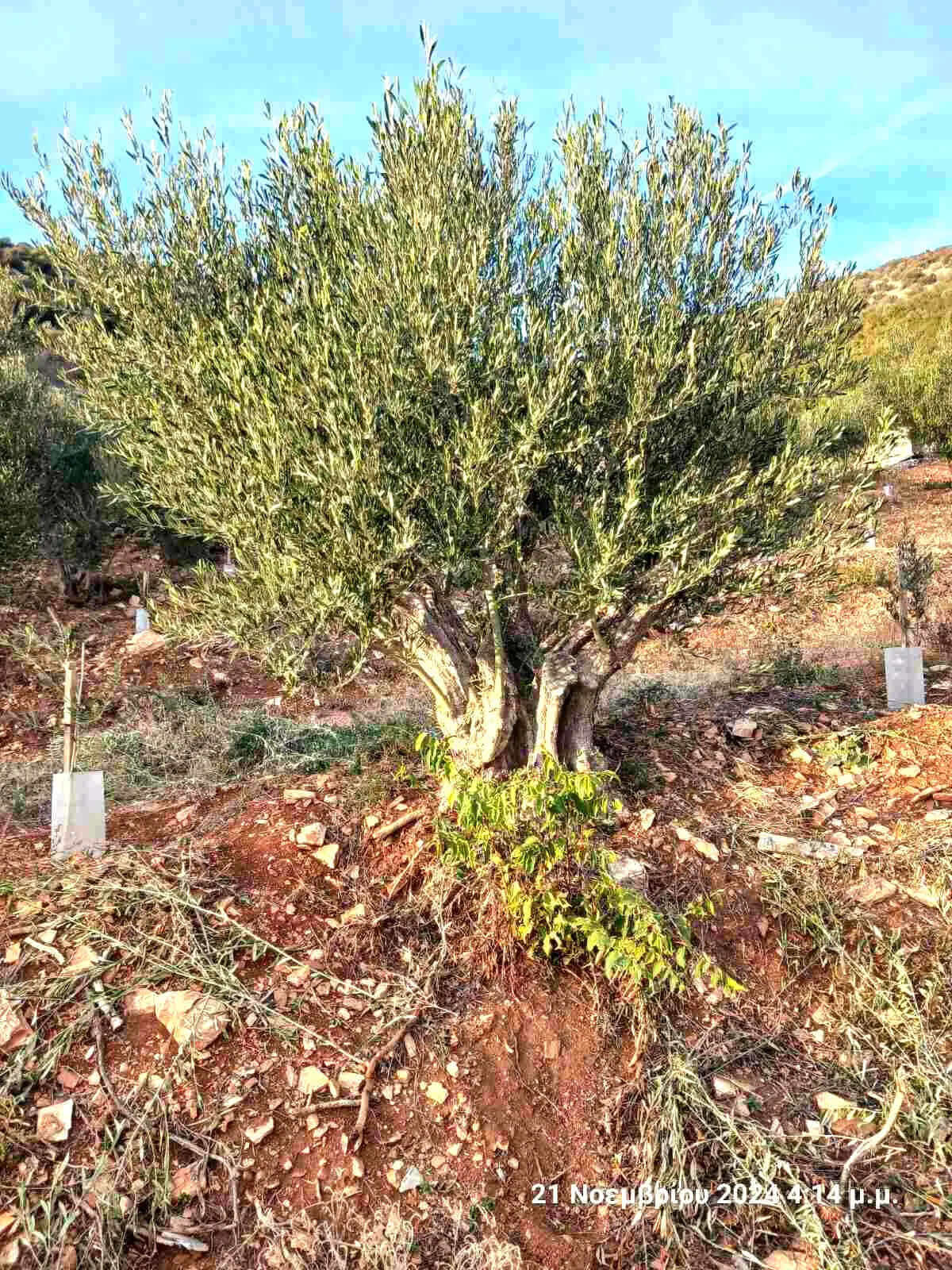 Adopt an Olive Tree: The Legacy Package (12 Months Subscription) - Nostos Goods