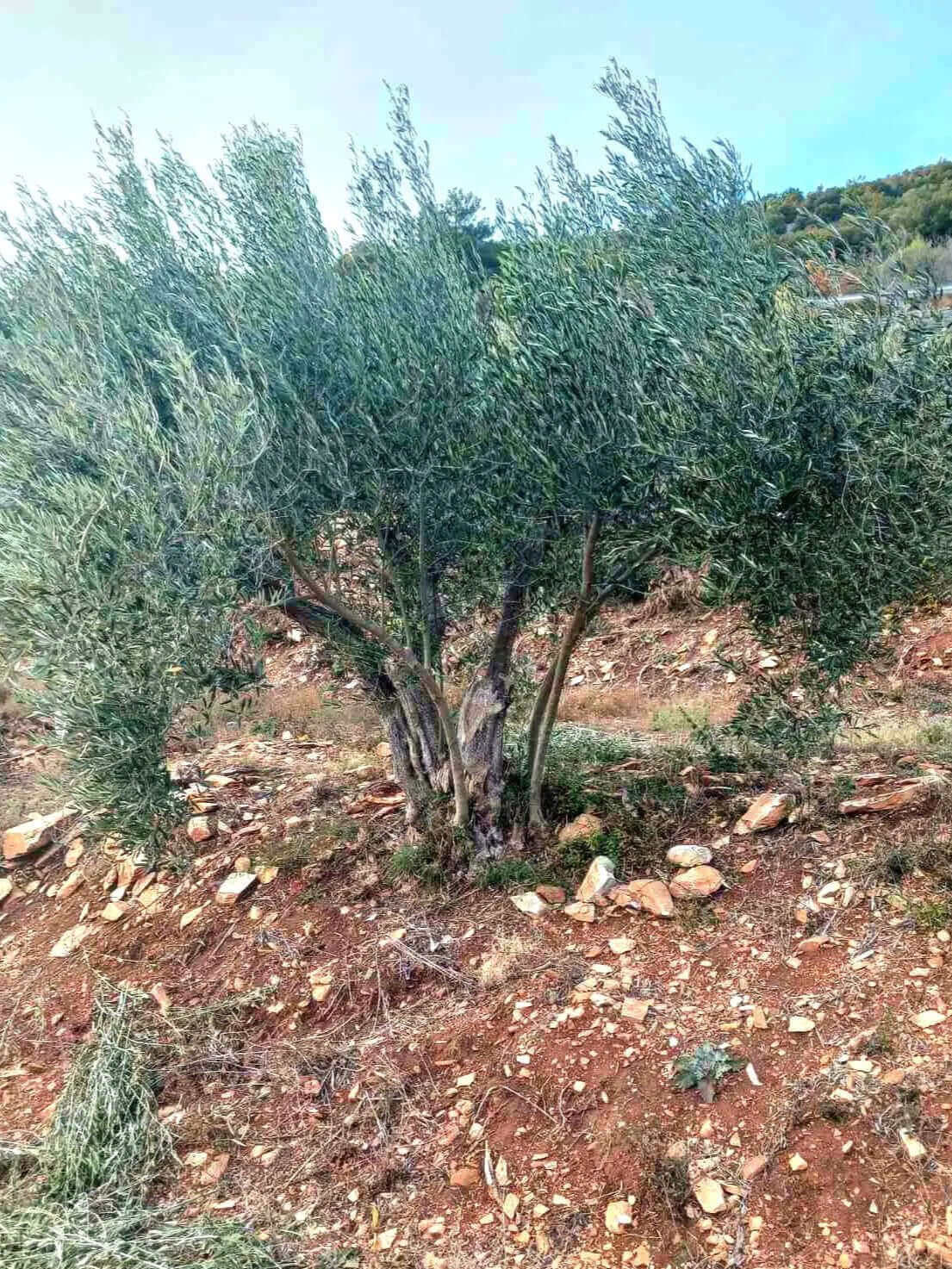 Adopt an Olive Tree: The Legacy Package (12 Months Subscription) - Nostos Goods