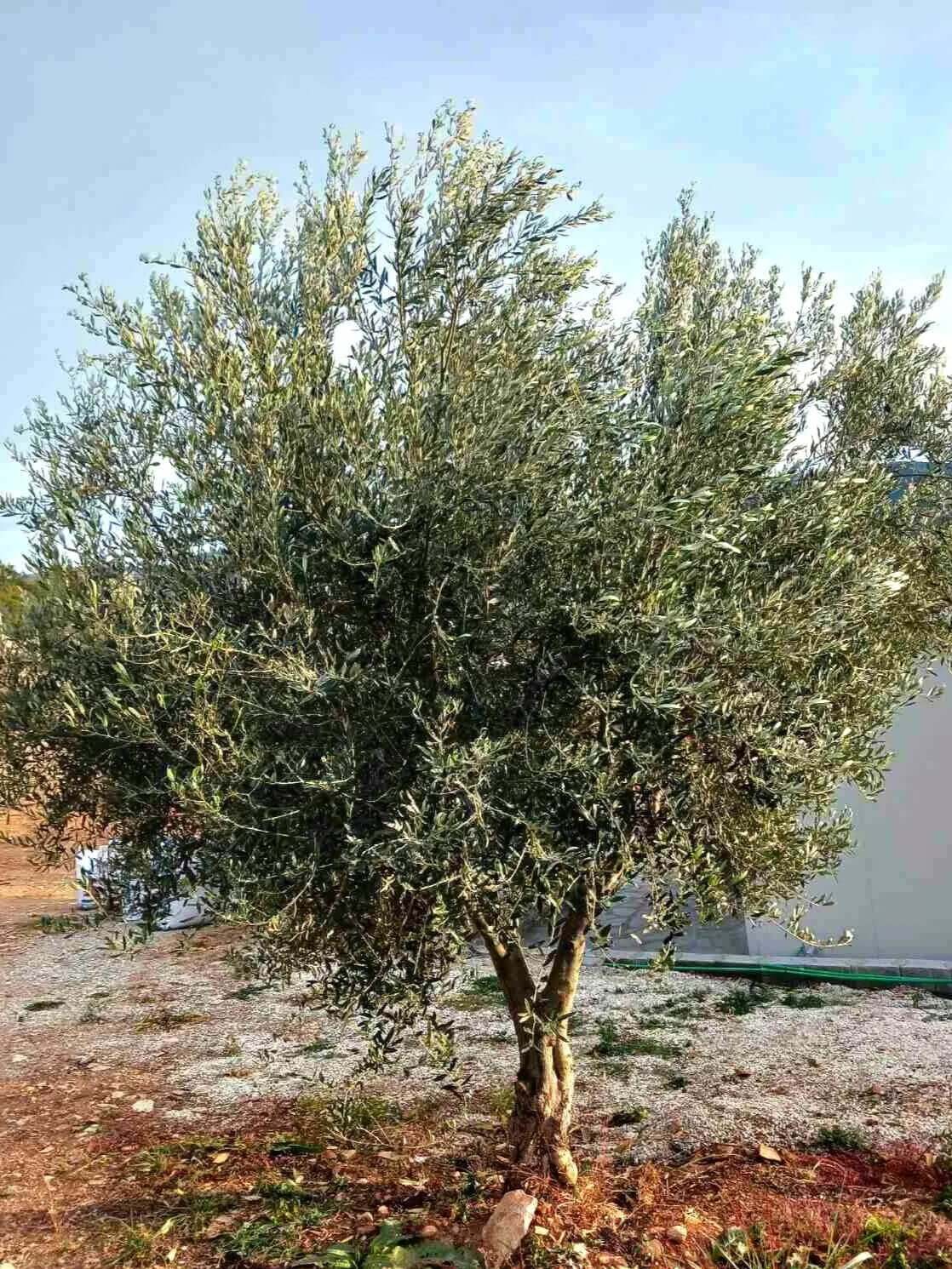 Adopt an Olive Tree: The Legacy Package (12 Months Subscription) - Nostos Goods