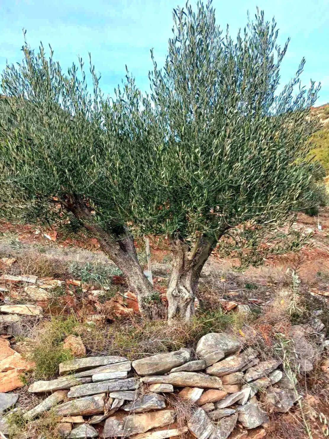 Adopt an Olive Tree: The Legacy Package (12 Months Subscription) - Nostos Goods
