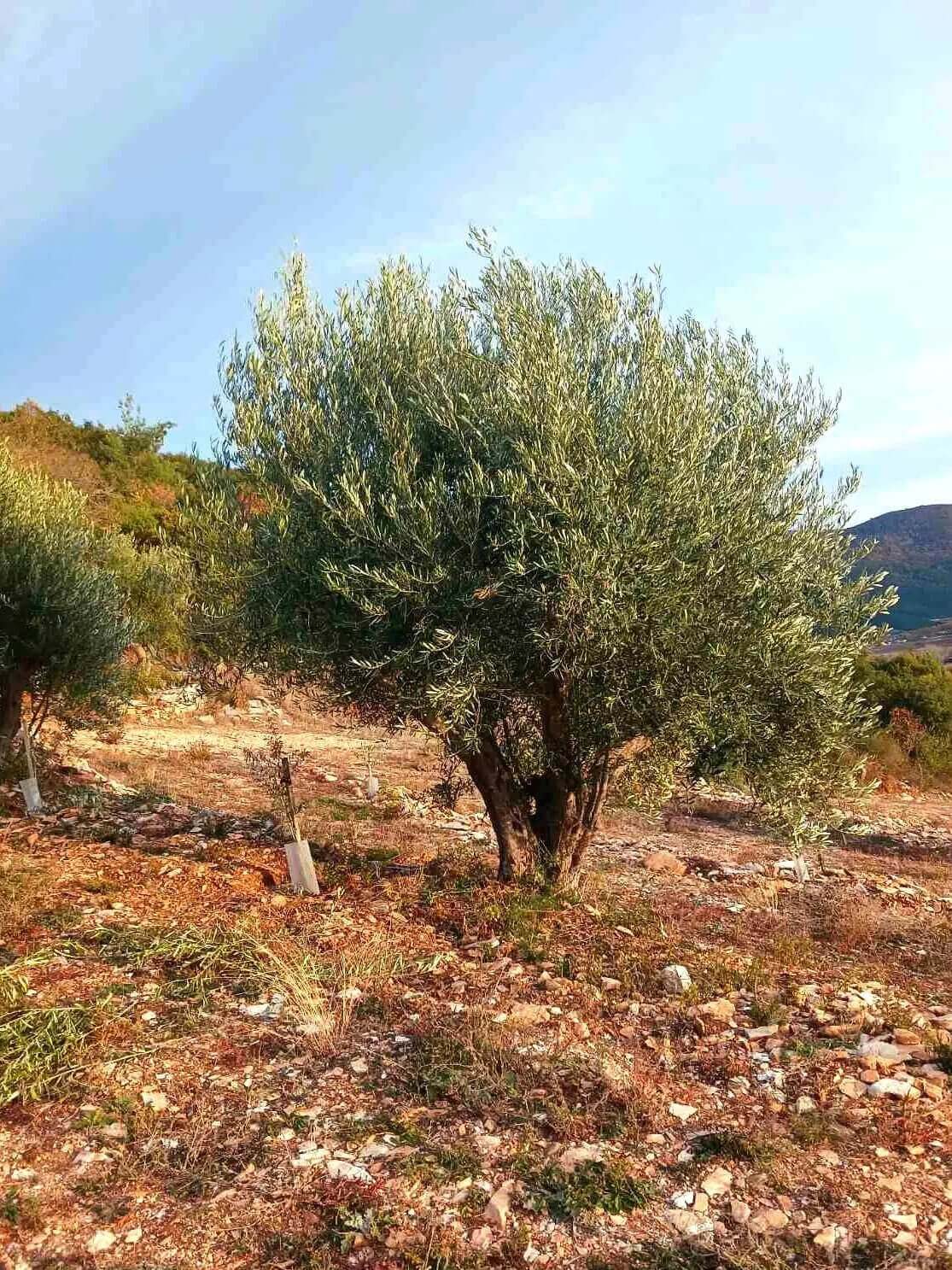 Adopt an Olive Tree: The Legacy Package (12 Months Subscription) - Nostos Goods