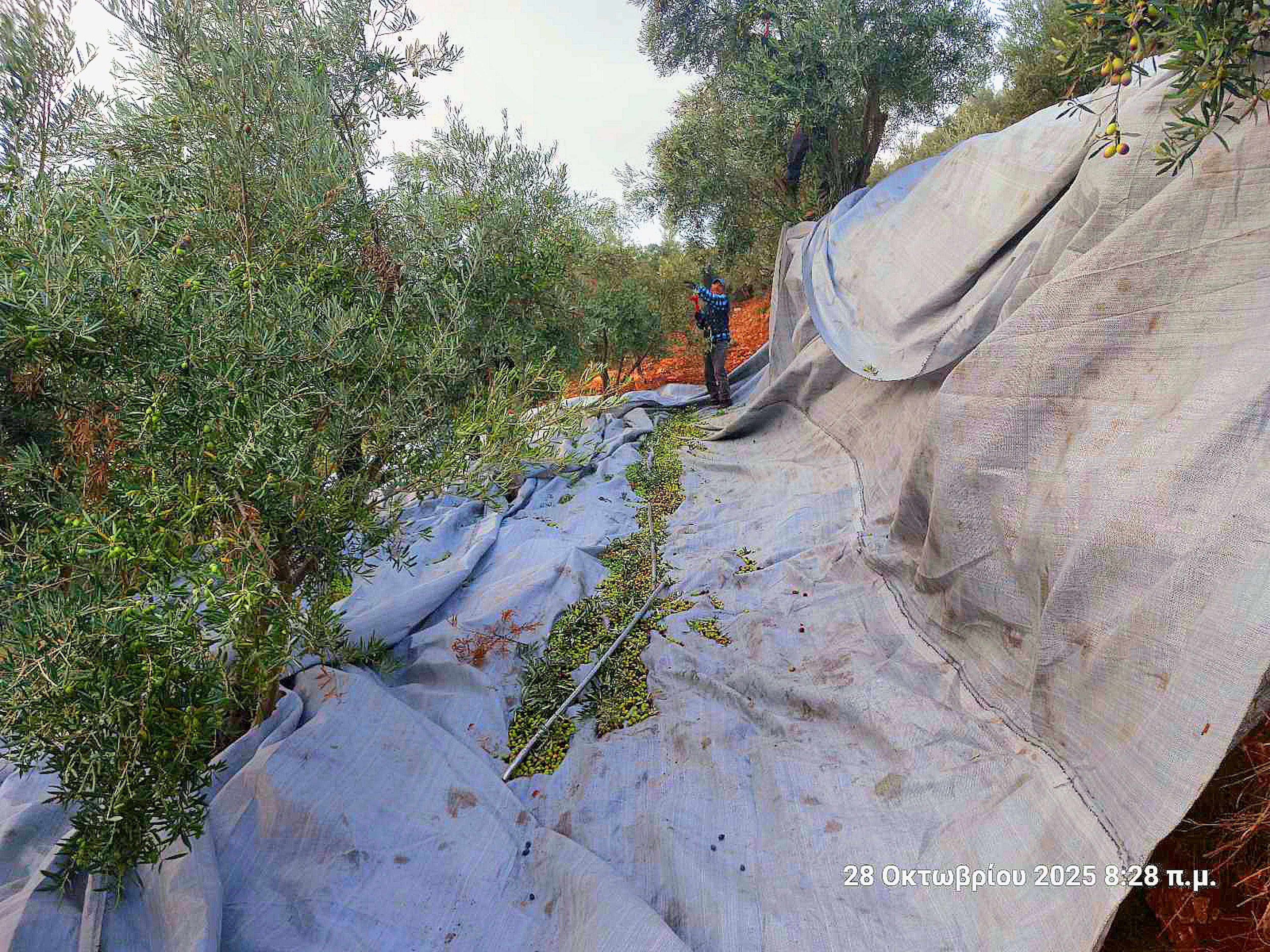 Harvest Time at Nostos Goods: The 2025 Olive Harvest is Underway!