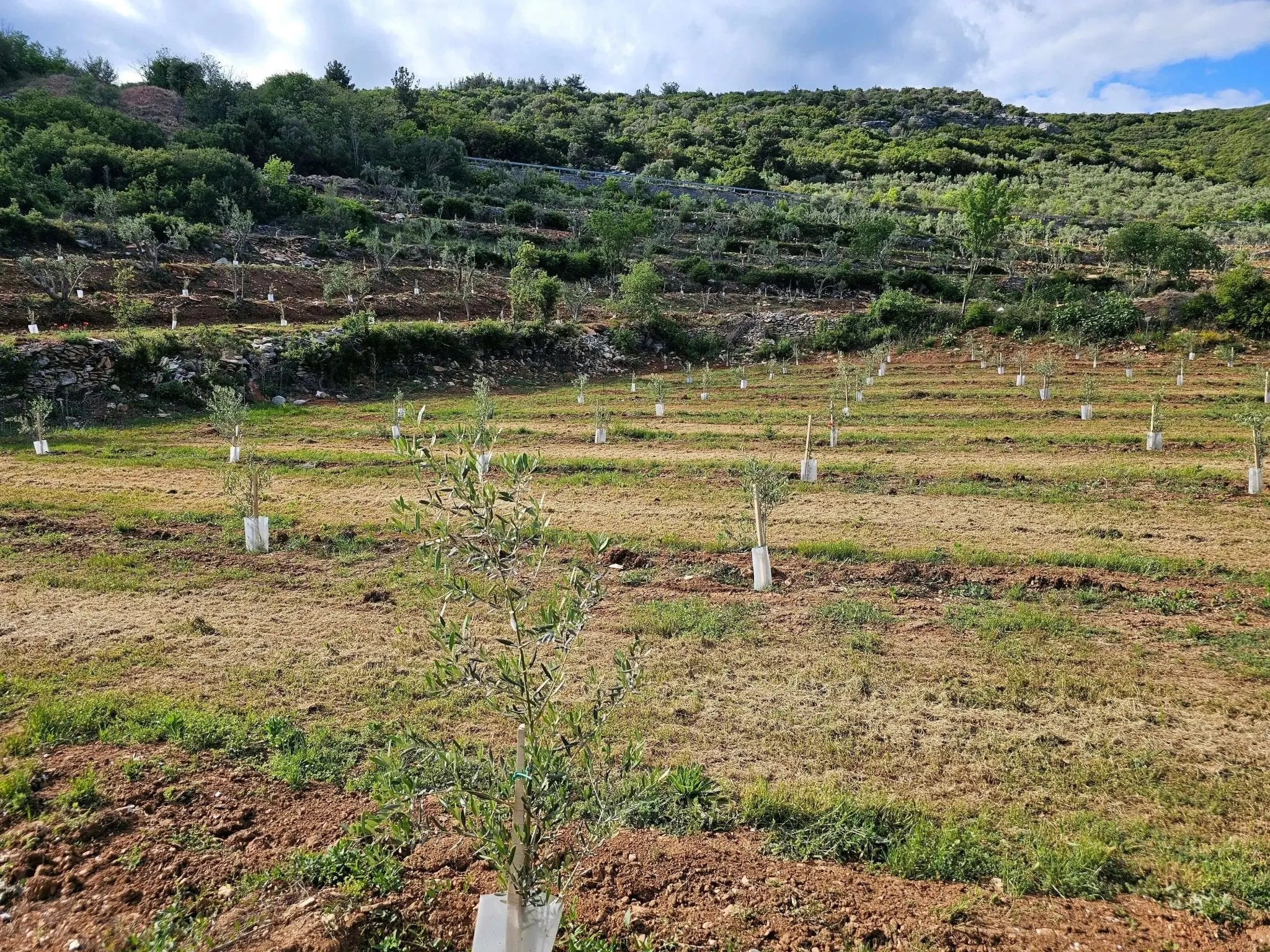 How Climate Change Is Affecting Olive Oil Harvests & What We Can Do - Nostos Goods