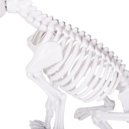 Skeleton Dog Decoration with Seated Pose and Bone Finish, 12.6 Inch Halloween Accent