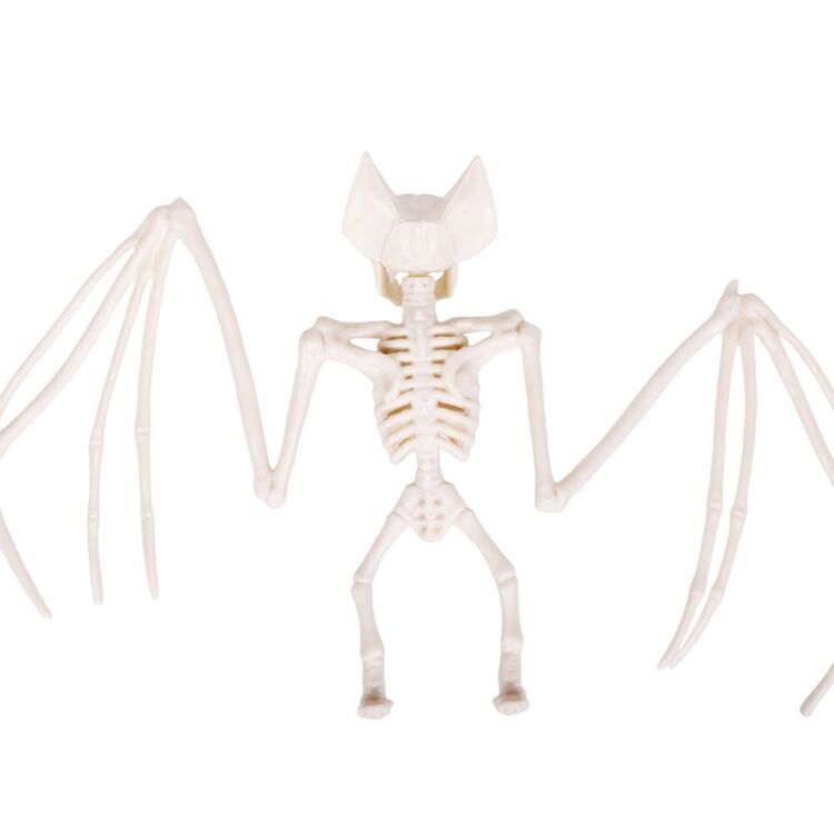 Skeleton Bat Decoration with Spread Wings and Detailed Bone Frame