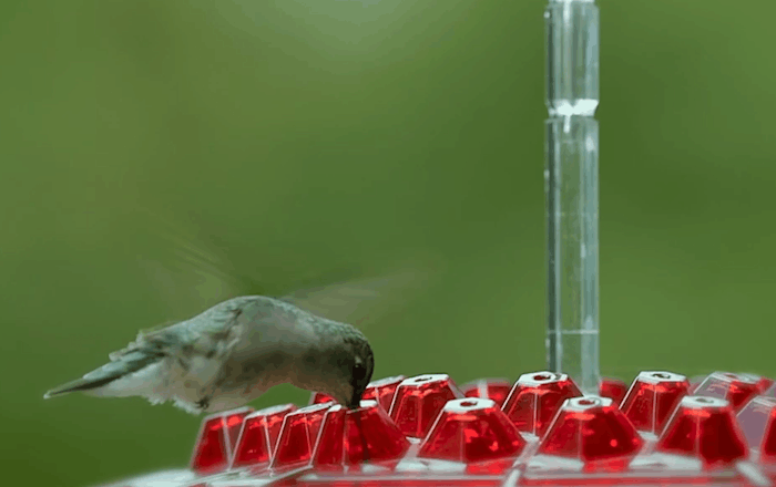 Hummingbird Feeder with Raised Diamond Ports and Ant Guard, 12oz Capacity