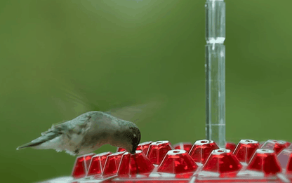 Hummingbird Feeder with Raised Diamond Ports and Ant Guard, 12oz Capacity