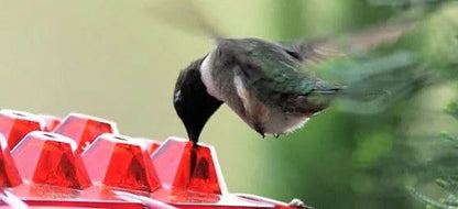 Hummingbird Feeder with Raised Diamond Ports and Ant Guard, 12oz Capacity