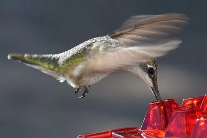 Hummingbird Feeder with Raised Diamond Ports and Ant Guard, 12oz Capacity