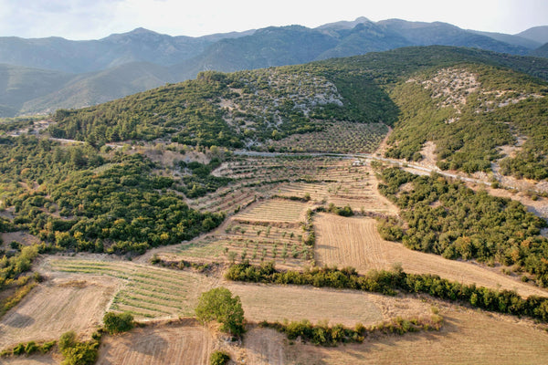 About our grove