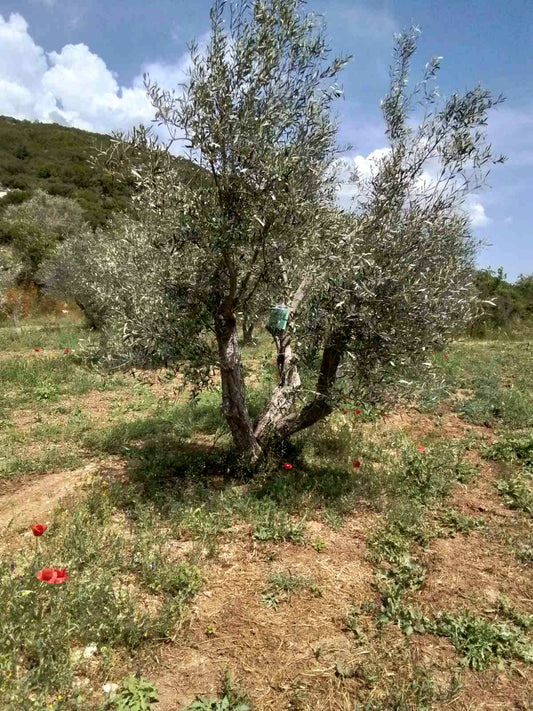 Adopt a Tree International Digital Package (12 Months Subscription)