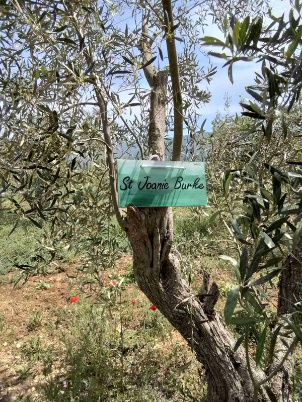 Why adopt an olive tree