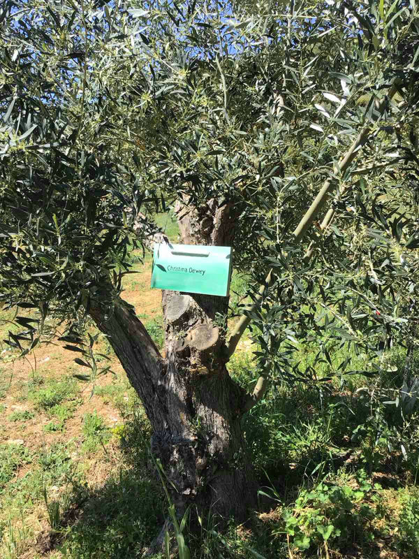 Olive tree adoption certificate
