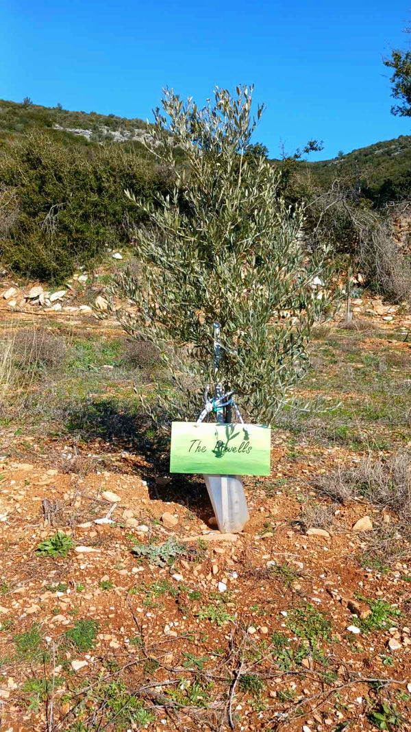 Premium olive oil bottles