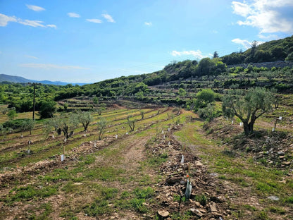 Adopt an Olive Tree: The Heritage Package - Nostos Goods