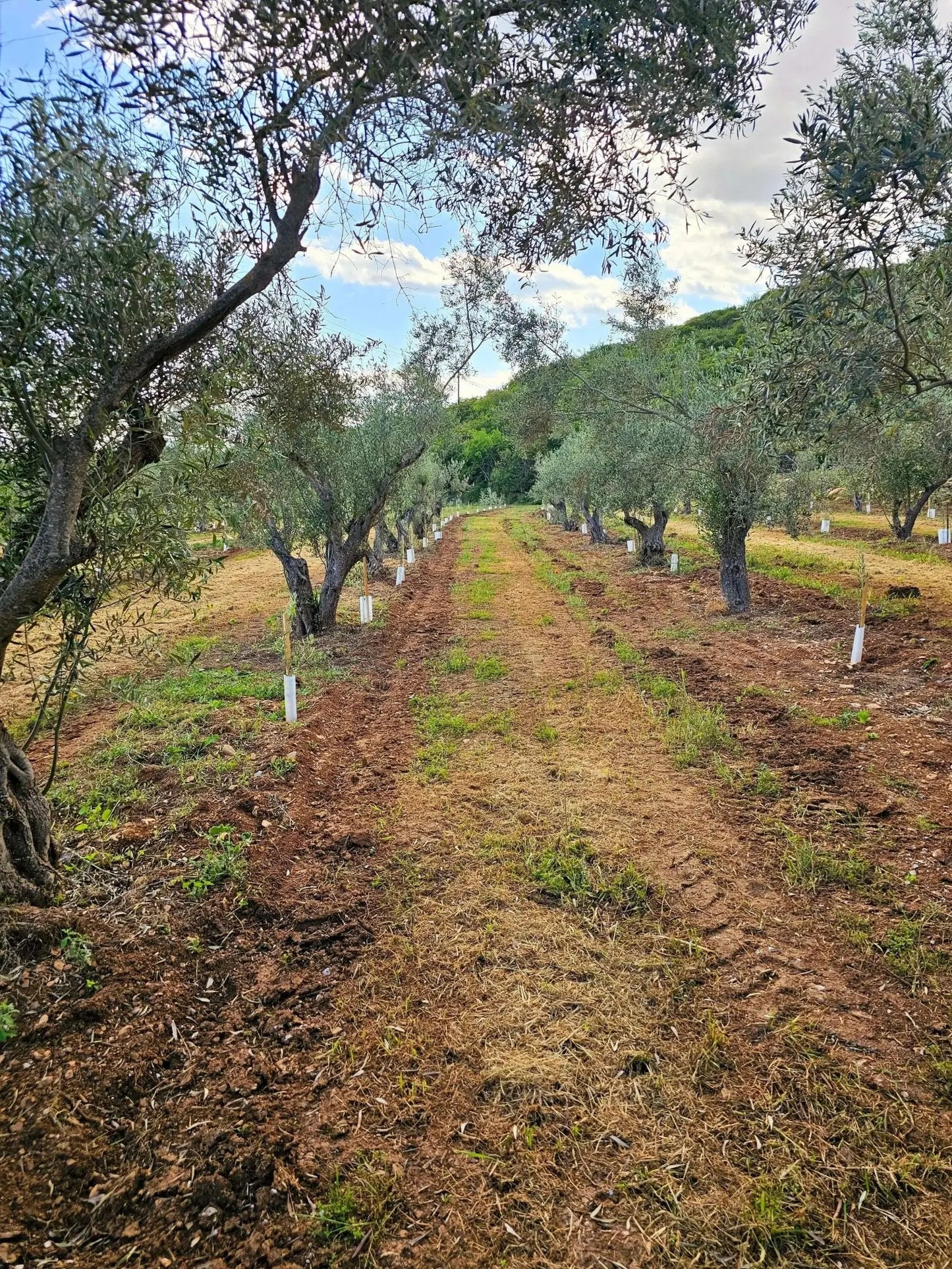 Adopt an Olive Tree: The Heritage Package - Nostos Goods