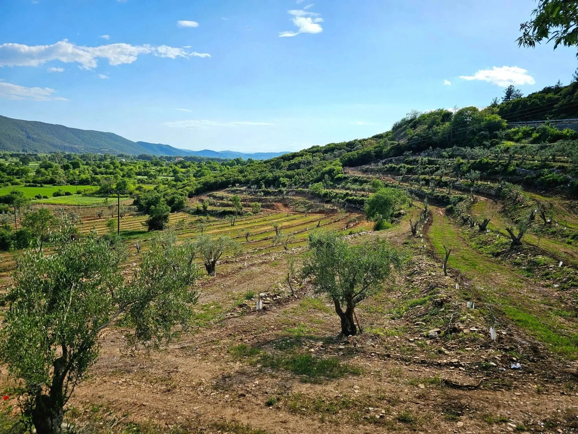 Adopt an Olive Tree: The Heritage Package - Nostos Goods