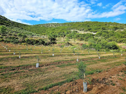 Adopt an Olive Tree: The Heritage Package - Nostos Goods