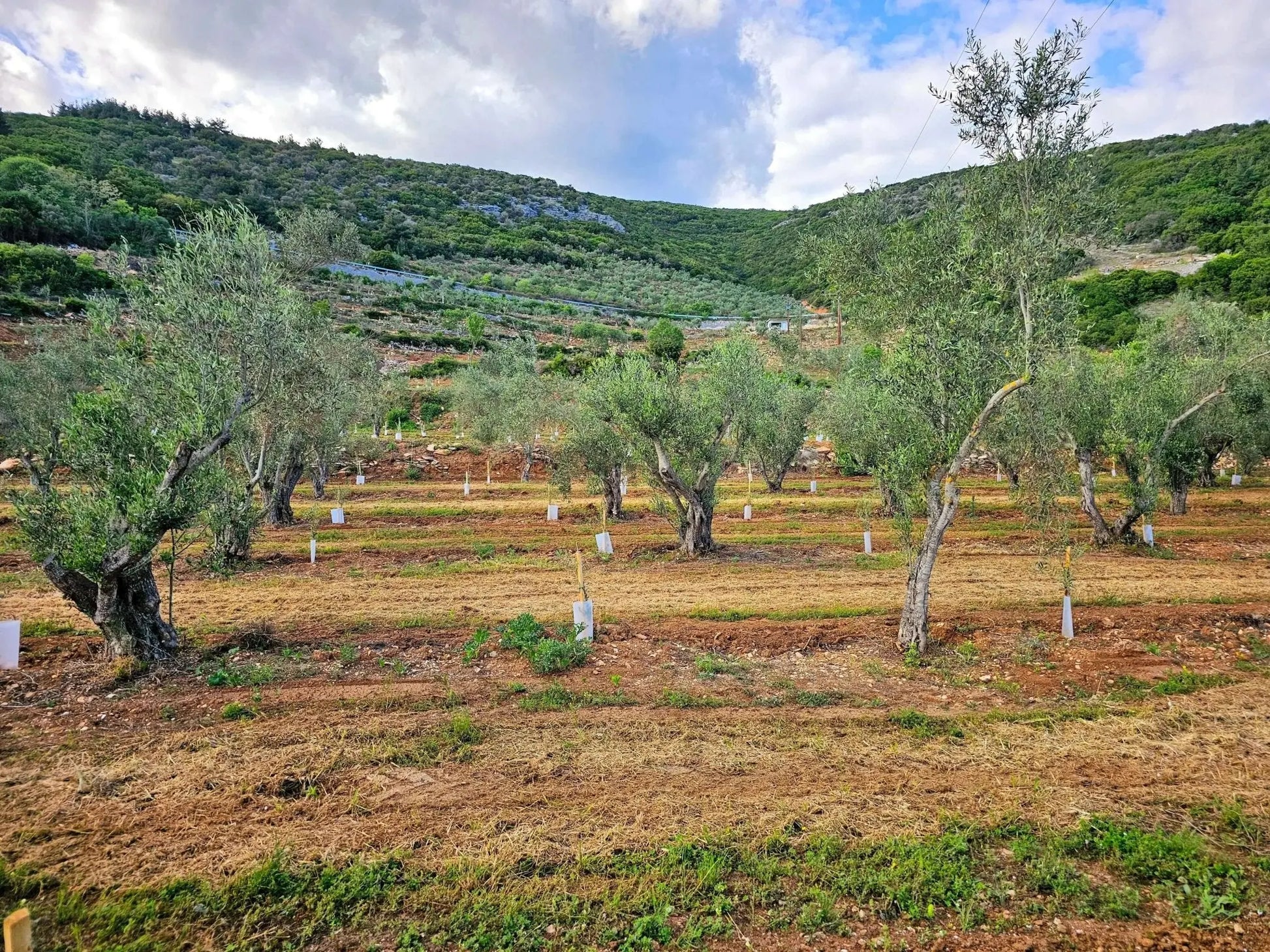 Adopt an Olive Tree: The Heritage Package - Nostos Goods