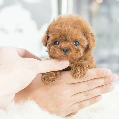 Interactive Robotic Puppy with Voice Recognition and Touch Sensors, Portable Companion