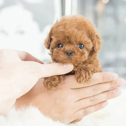 Interactive Robotic Puppy with Voice Commands and Touch Sensors for Kids