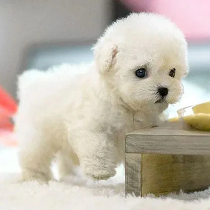Interactive Robotic Puppy with Voice Commands and Touch Sensors for Kids
