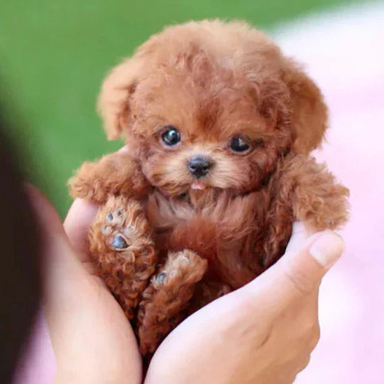 Interactive Robotic Puppy with Voice Commands and Touch Sensors for Kids