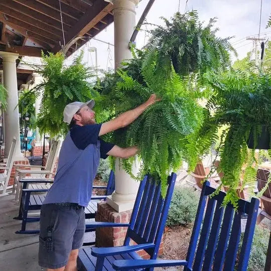 Artificial Boston Fern with 18 Full Fronds and UV-Stable Weather-Resistant Foliage All Vera Mart