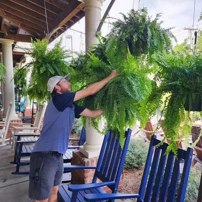 Artificial Boston Fern with 18 Full Fronds and UV-Stable Weather-Resistant Foliage All Vera Mart