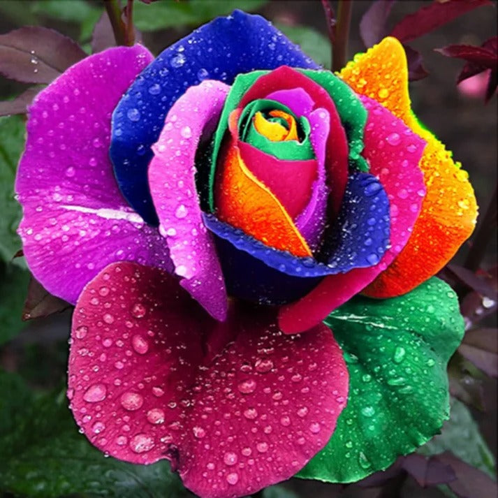 Rainbow Rose Seeds, 25 Pack for Indoor and Garden Growing