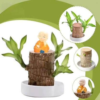 Low Light Indoor Plant with Air Purifying Leaves and Compact Desk Size All Vera Mart