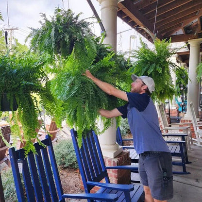 Artificial Boston Fern with 18 Branches and Weather Resistant Polyethylene, 27.5in Wide