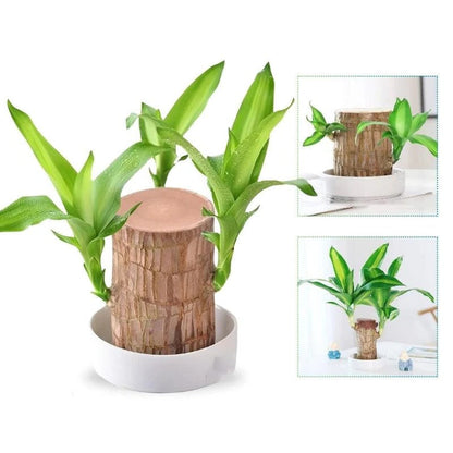 Low Light Indoor Plant with Air Purifying Leaves and Compact Desk Size All Vera Mart